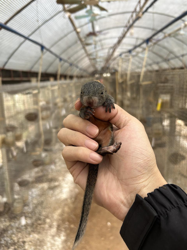 图片[1]-红腹松鼠17种变异色特征介绍-易客萌宠官网