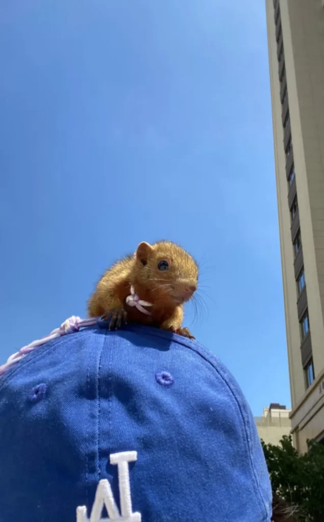 图片[13]-红腹松鼠17种变异色特征介绍-易客萌宠官网