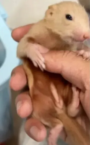 图片[17]-红腹松鼠17种变异色特征介绍-易客萌宠官网