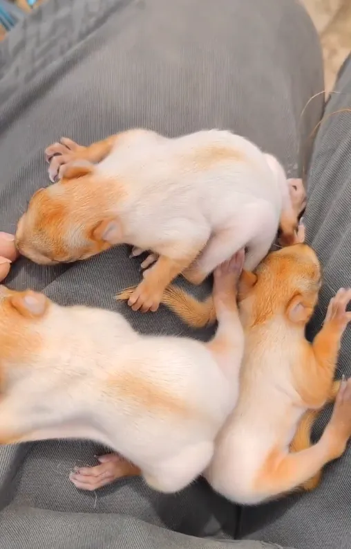 图片[7]-雪地松鼠3种颜色特征介绍-易客萌宠官网