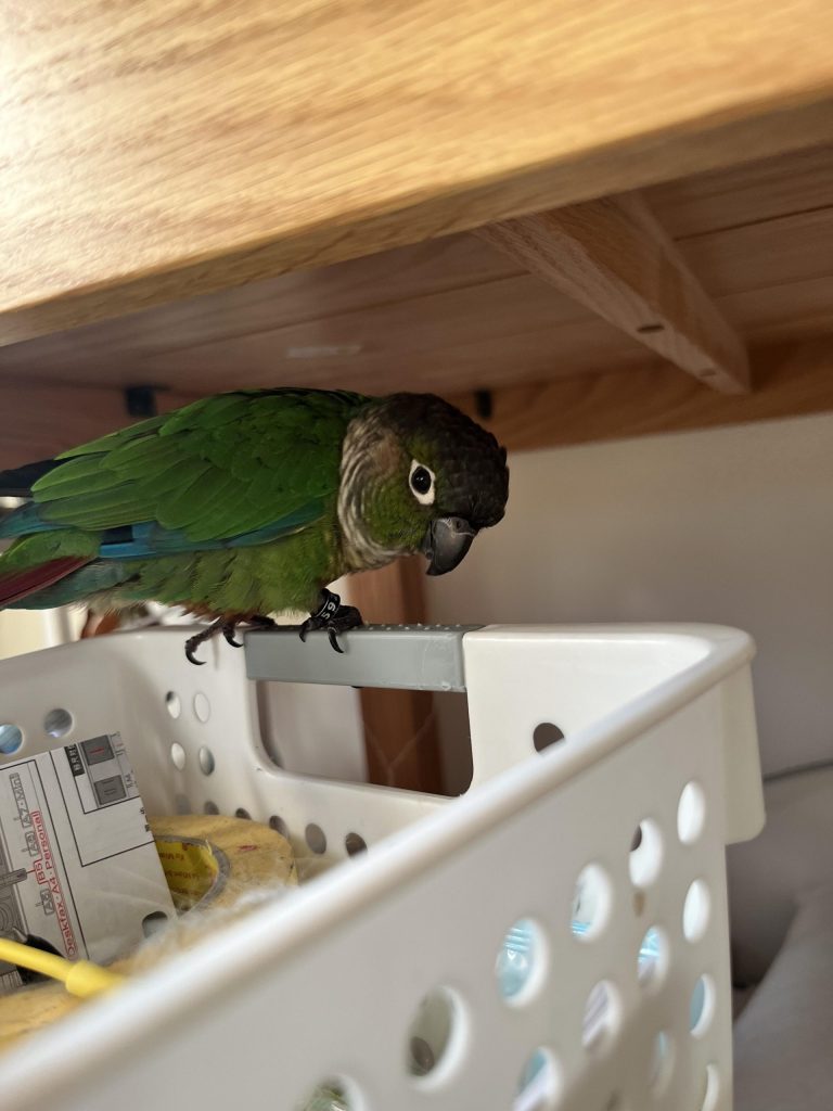 图片[20]-小太阳鹦鹉颜色特征介绍-易客萌宠官网