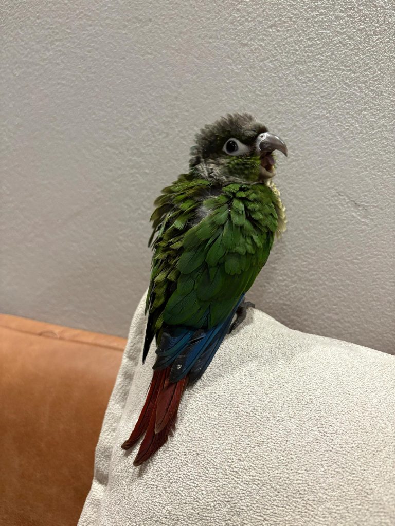 图片[18]-小太阳鹦鹉颜色特征介绍-易客萌宠官网