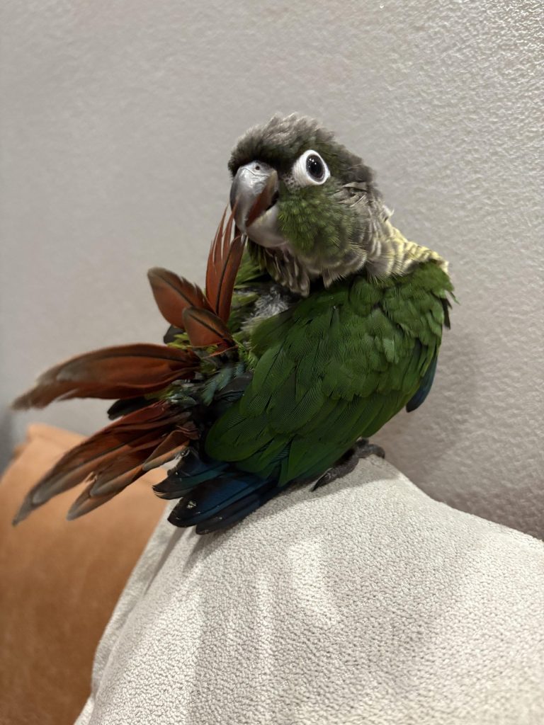 图片[15]-小太阳鹦鹉颜色特征介绍-易客萌宠官网