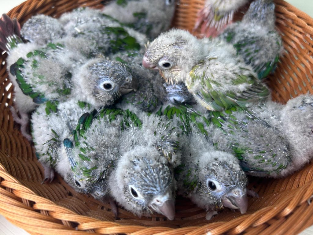 图片[12]-小太阳鹦鹉颜色特征介绍-易客萌宠官网