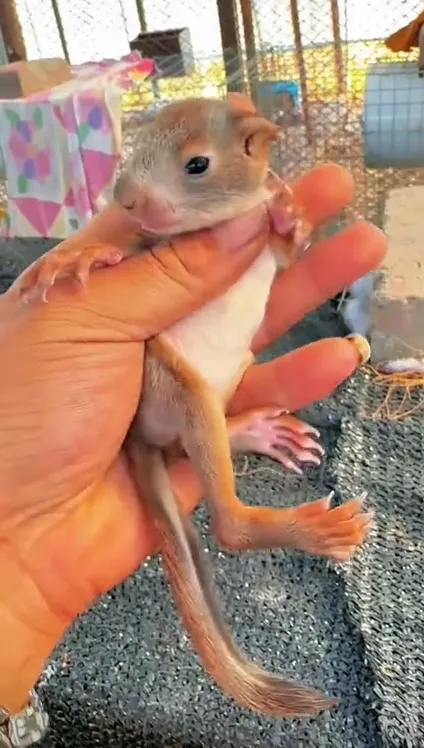 图片[27]-魔王松鼠20种颜色及天数叫法-易客萌宠官网