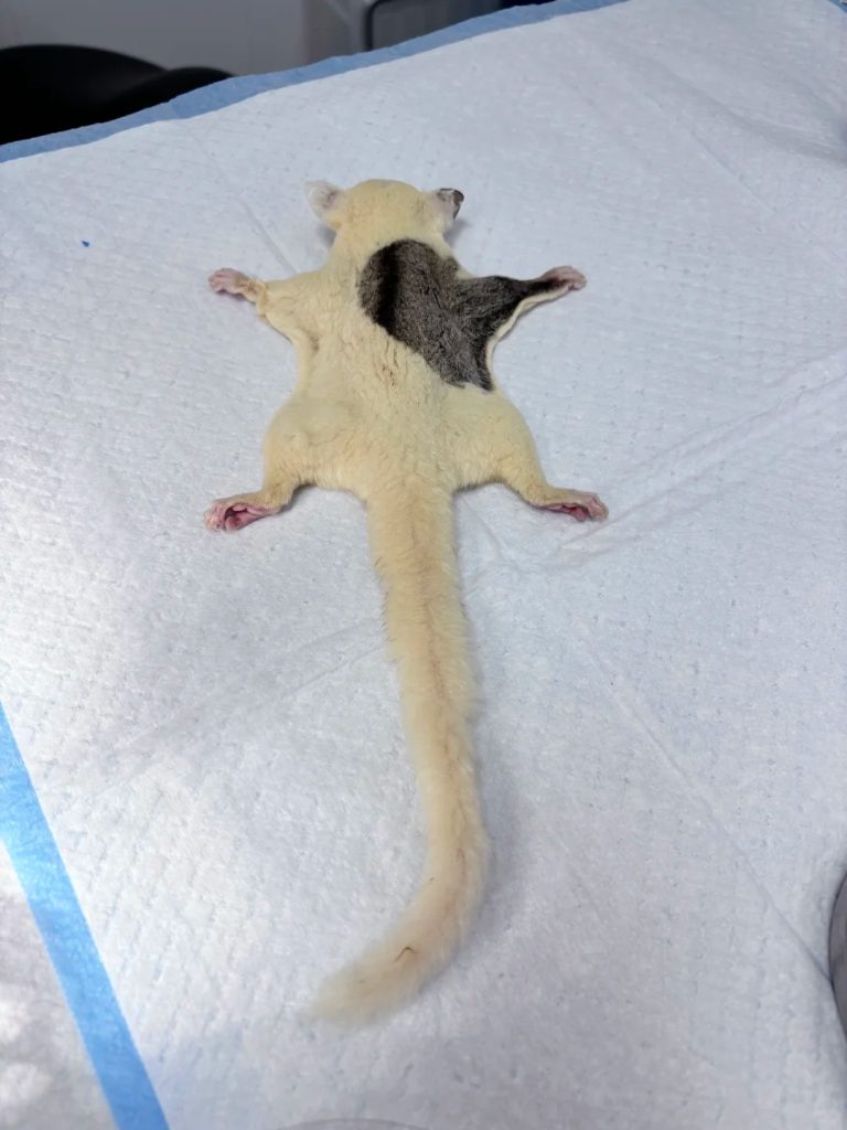 图片[40]-蜜袋鼯13种常见颜色特征介绍-易客萌宠官网