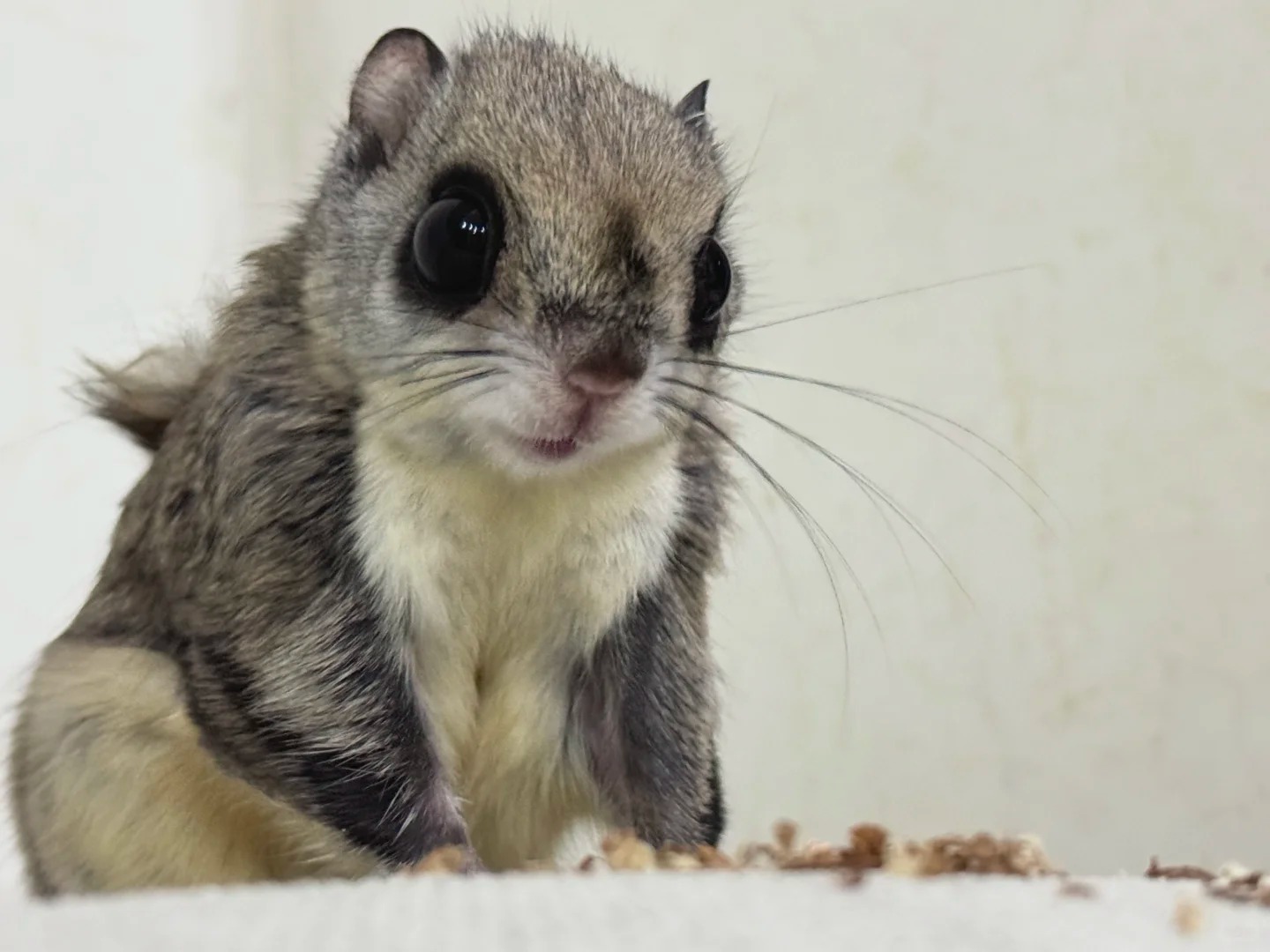 图片[6]-大眼飞鼠