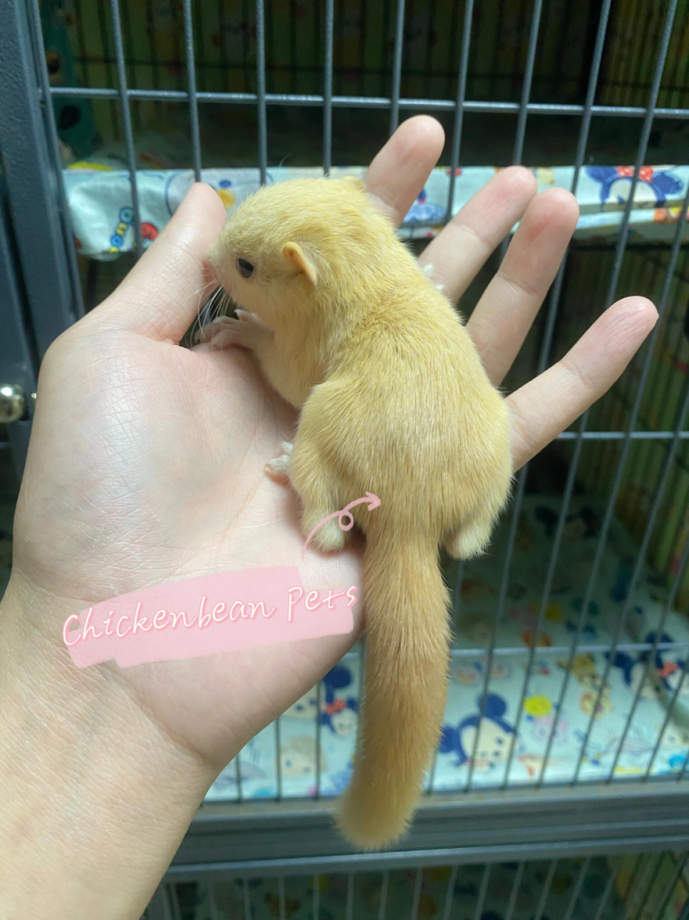 图片[8]-红腹松鼠17种变异色特征介绍-易客萌宠官网