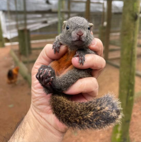 图片[4]-红腹松鼠17种变异色特征介绍-易客萌宠官网