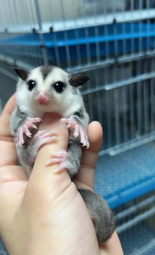 图片[10]-蜜袋鼯13种常见颜色特征介绍-易客萌宠官网