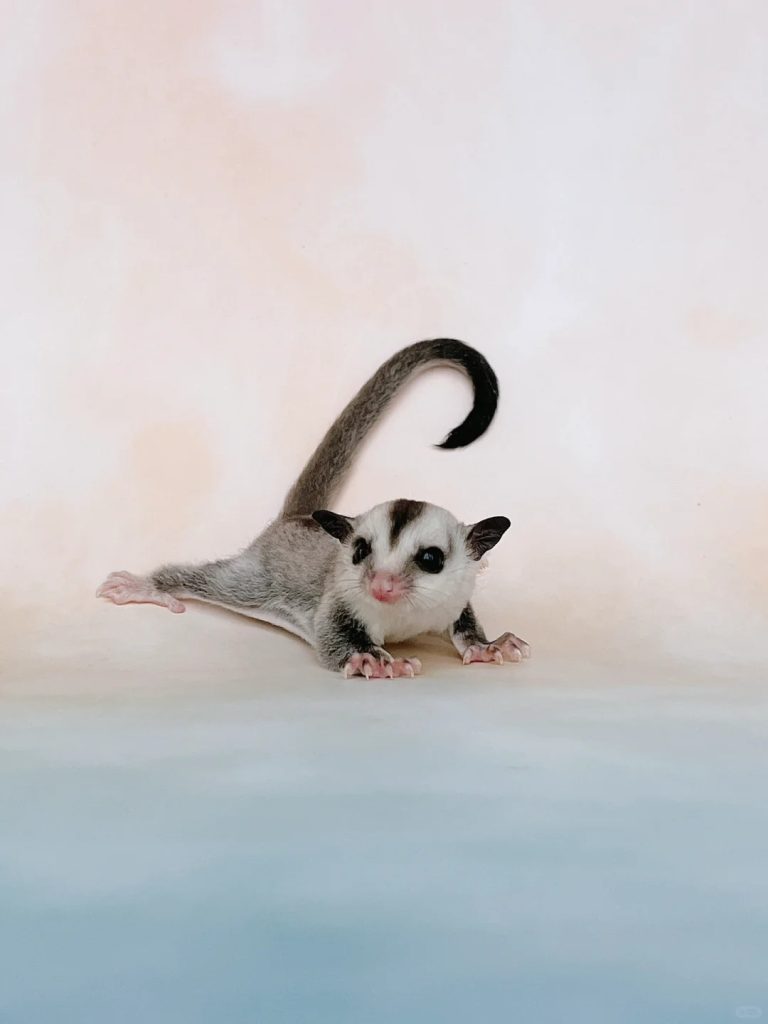 图片[8]-蜜袋鼯13种常见颜色特征介绍-易客萌宠官网