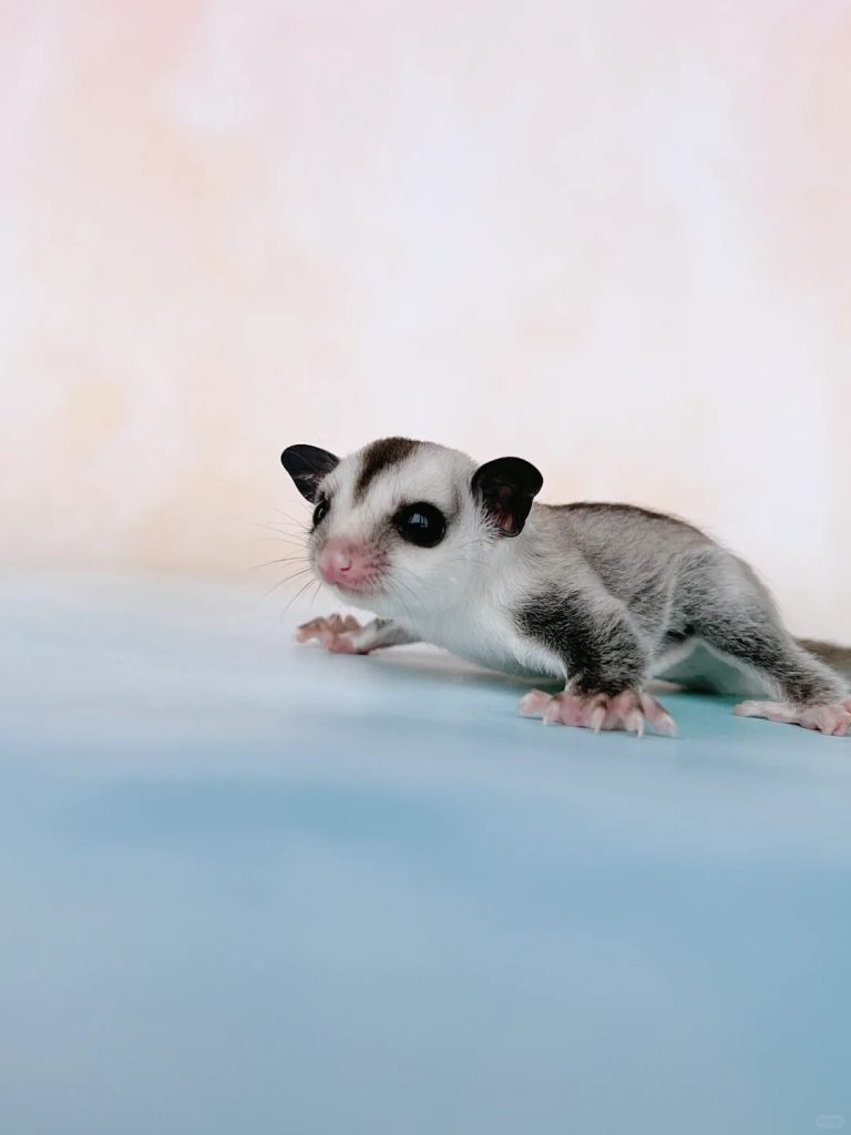 图片[5]-蜜袋鼯13种常见颜色特征介绍-易客萌宠官网