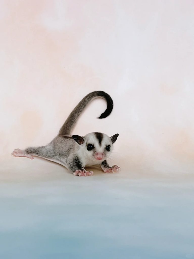 图片[7]-蜜袋鼯13种常见颜色特征介绍-易客萌宠官网