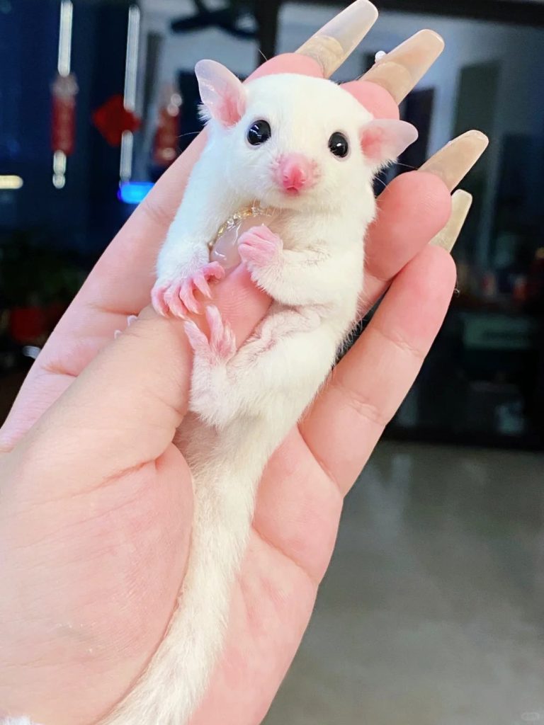 图片[11]-蜜袋鼯13种常见颜色特征介绍-易客萌宠官网