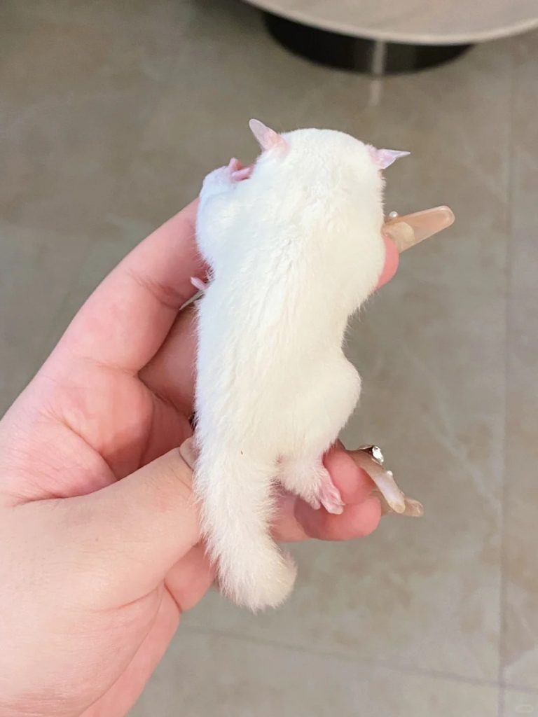 图片[14]-蜜袋鼯13种常见颜色特征介绍-易客萌宠官网