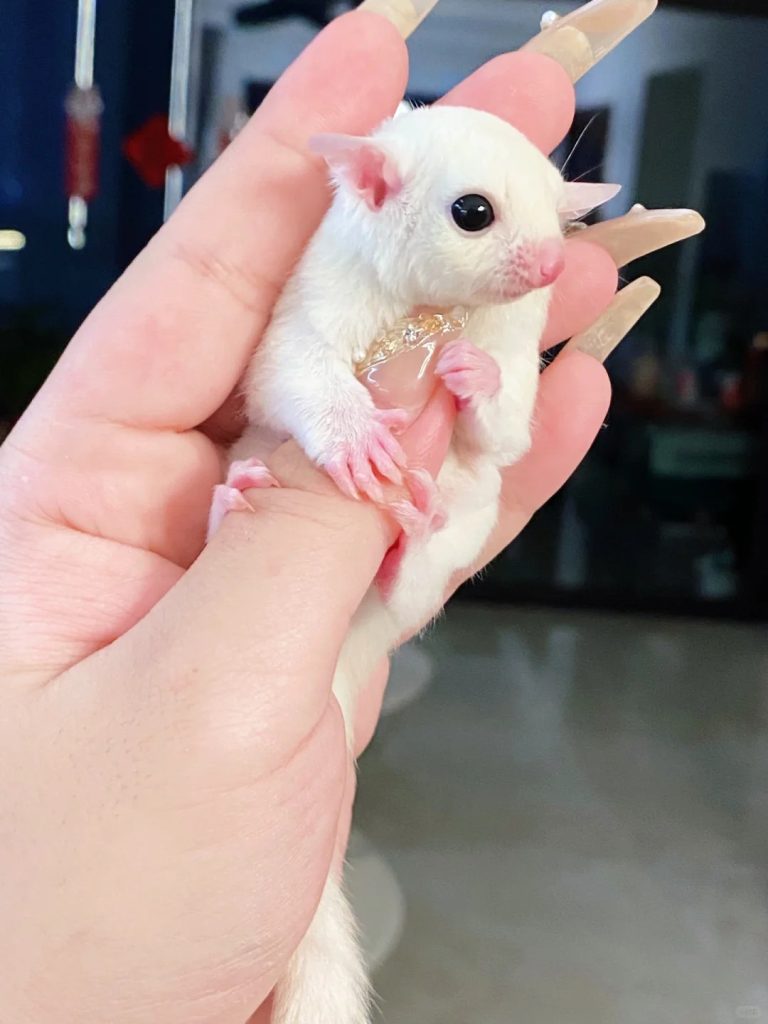 图片[12]-蜜袋鼯13种常见颜色特征介绍-易客萌宠官网