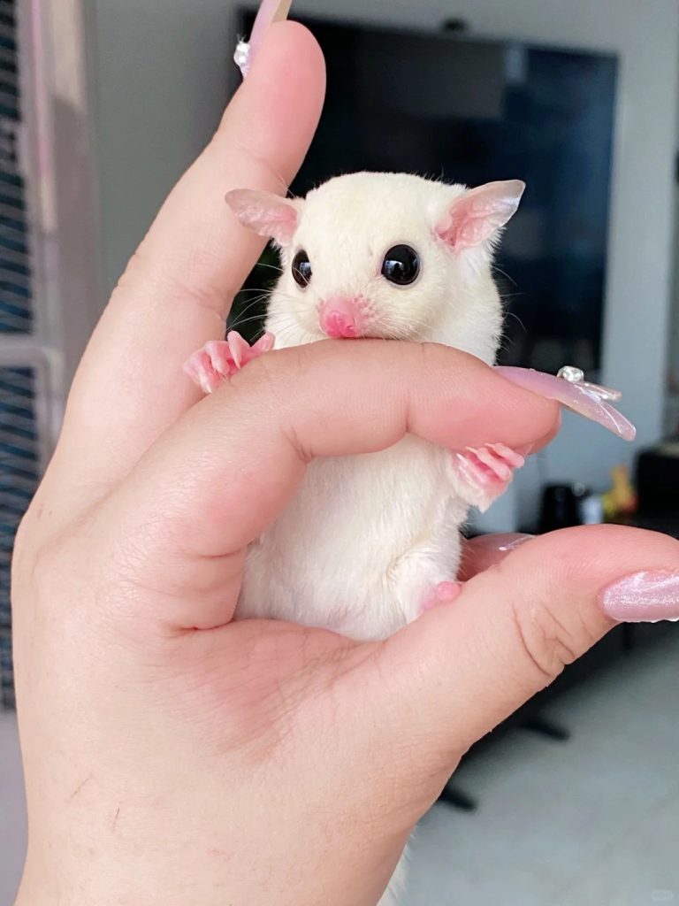 图片[16]-蜜袋鼯13种常见颜色特征介绍-易客萌宠官网