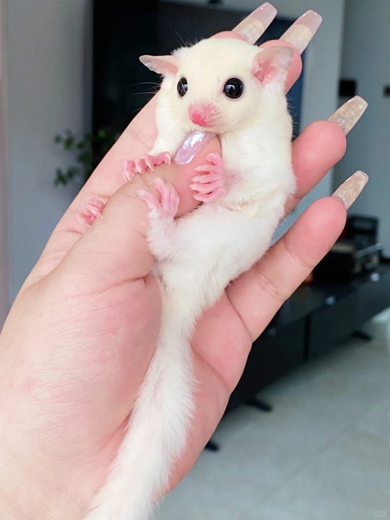 图片[15]-蜜袋鼯13种常见颜色特征介绍-易客萌宠官网