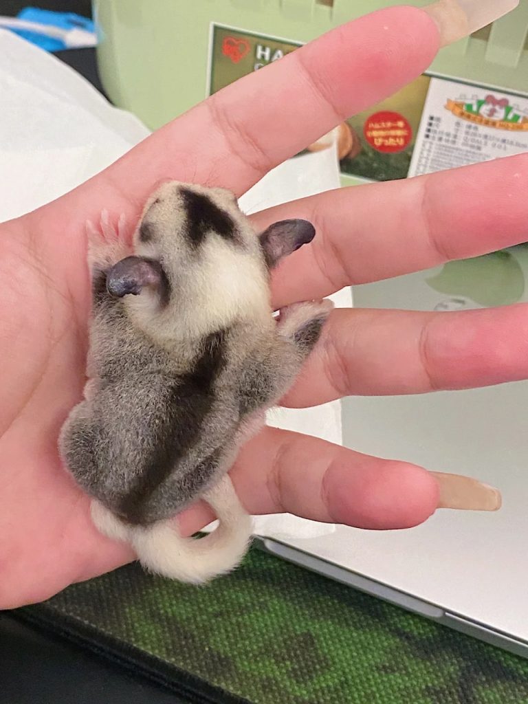 图片[44]-蜜袋鼯13种常见颜色特征介绍-易客萌宠官网