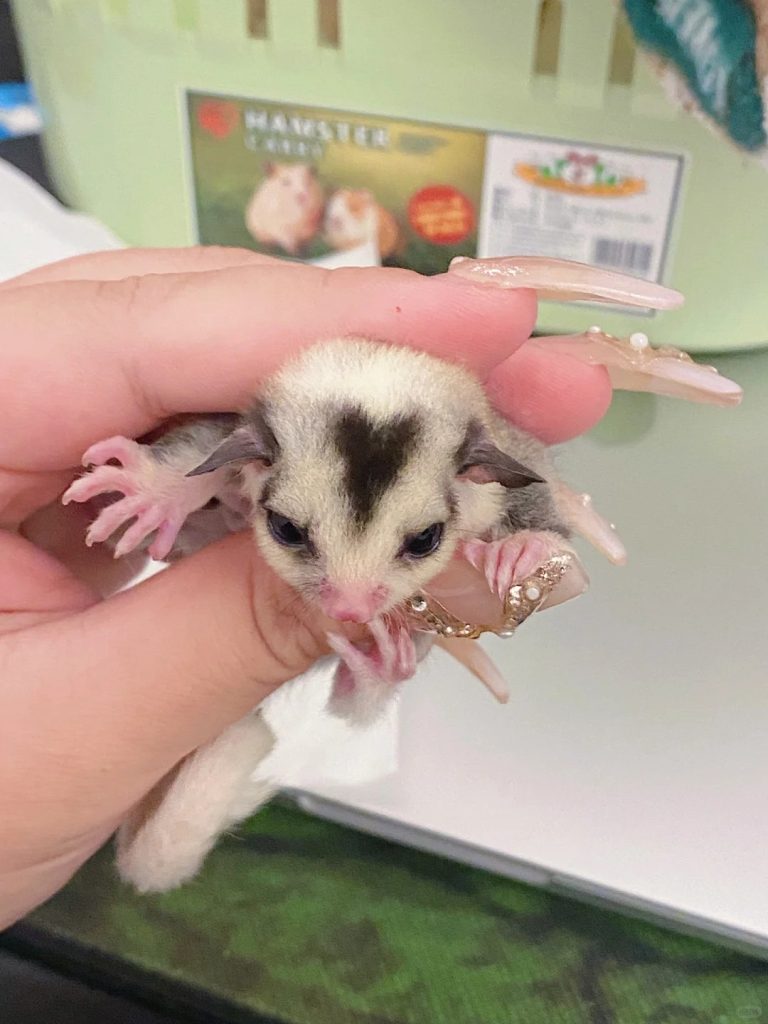 图片[41]-蜜袋鼯13种常见颜色特征介绍-易客萌宠官网