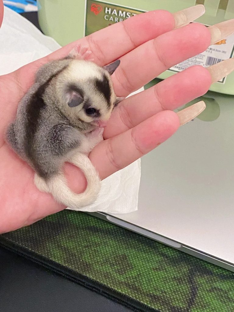 图片[43]-蜜袋鼯13种常见颜色特征介绍-易客萌宠官网