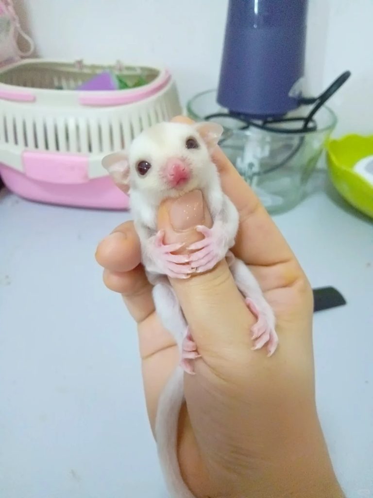 图片[46]-蜜袋鼯13种常见颜色特征介绍-易客萌宠官网