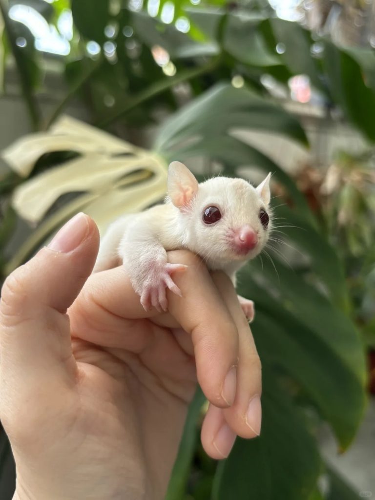 图片[51]-蜜袋鼯13种常见颜色特征介绍-易客萌宠官网