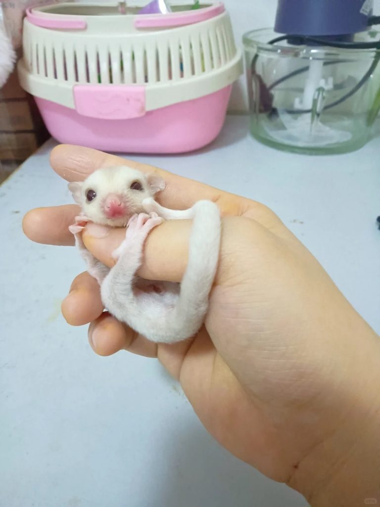 图片[52]-蜜袋鼯13种常见颜色特征介绍-易客萌宠官网