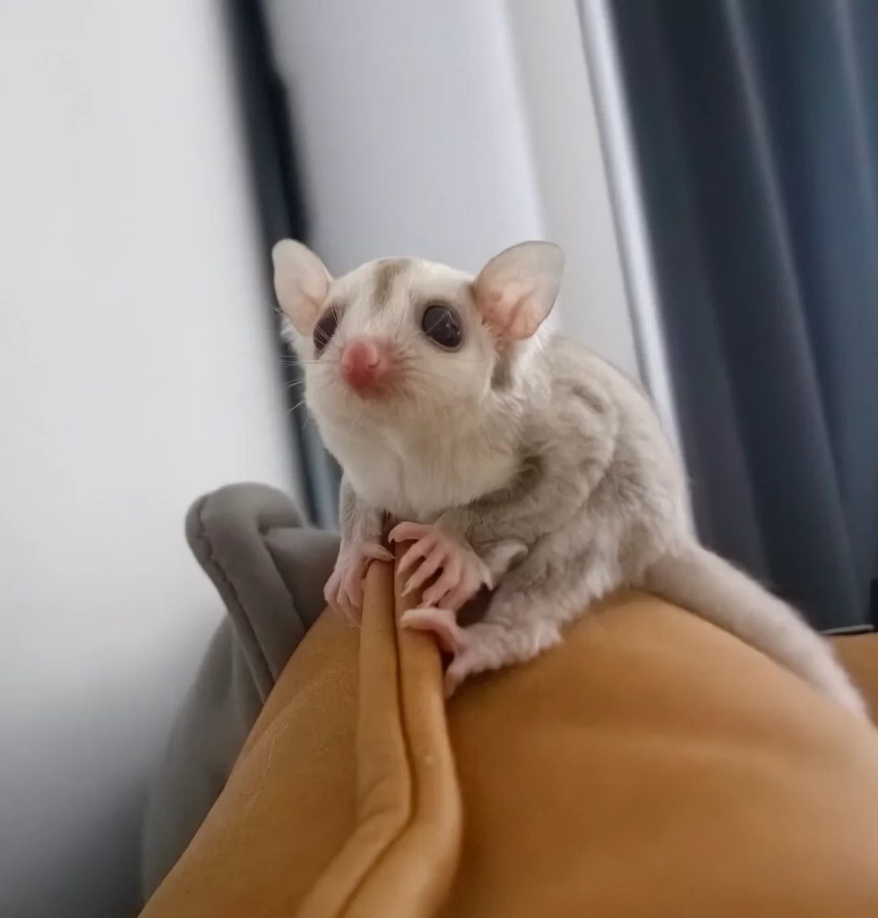 图片[47]-蜜袋鼯13种常见颜色特征介绍-易客萌宠官网