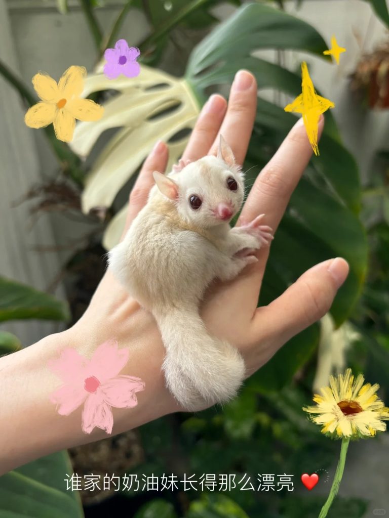 图片[45]-蜜袋鼯13种常见颜色特征介绍-易客萌宠官网