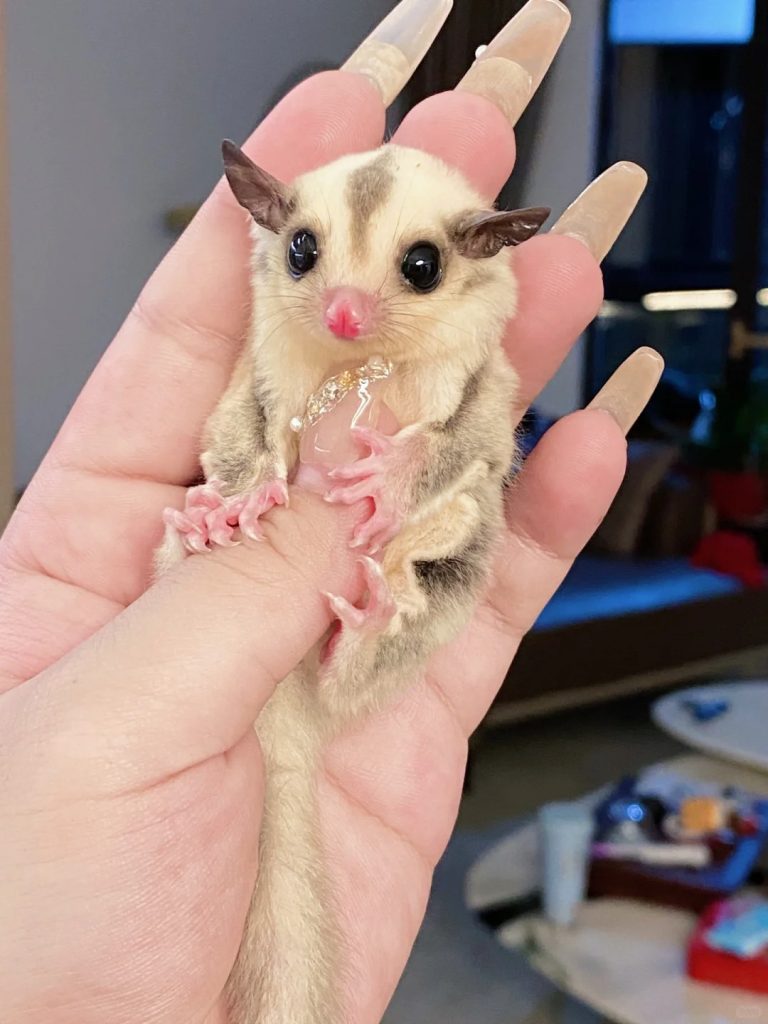 图片[57]-蜜袋鼯13种常见颜色特征介绍-易客萌宠官网