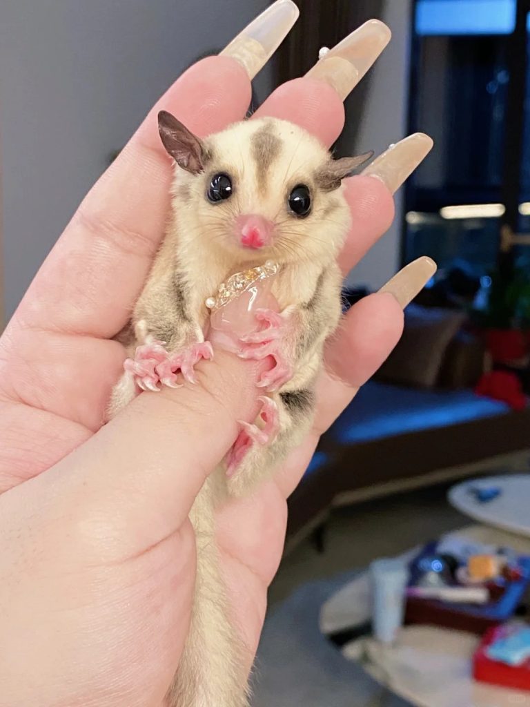 图片[60]-蜜袋鼯13种常见颜色特征介绍-易客萌宠官网