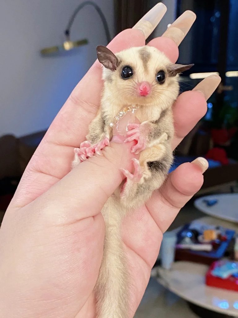 图片[58]-蜜袋鼯13种常见颜色特征介绍-易客萌宠官网