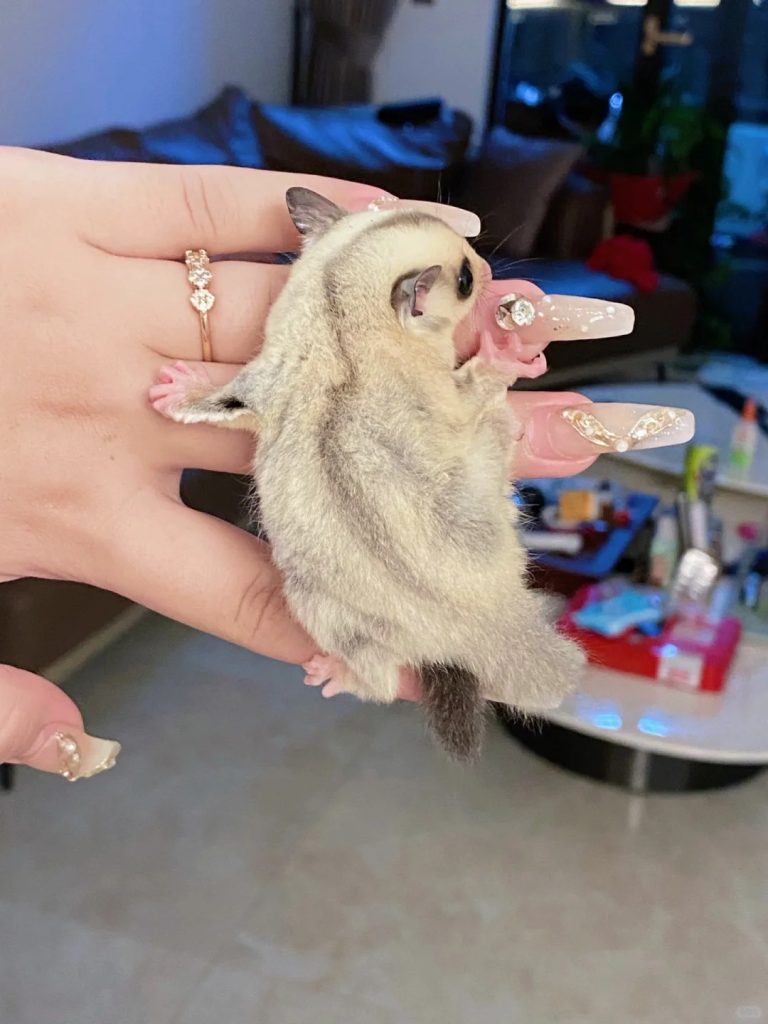 图片[59]-蜜袋鼯13种常见颜色特征介绍-易客萌宠官网