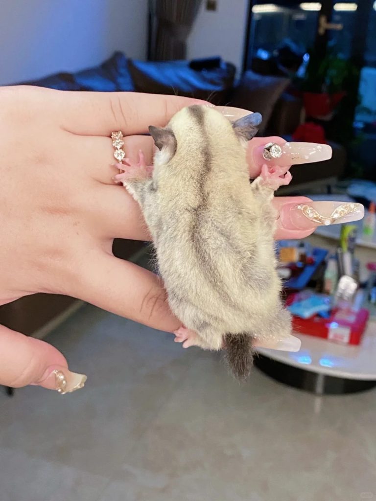 图片[61]-蜜袋鼯13种常见颜色特征介绍-易客萌宠官网