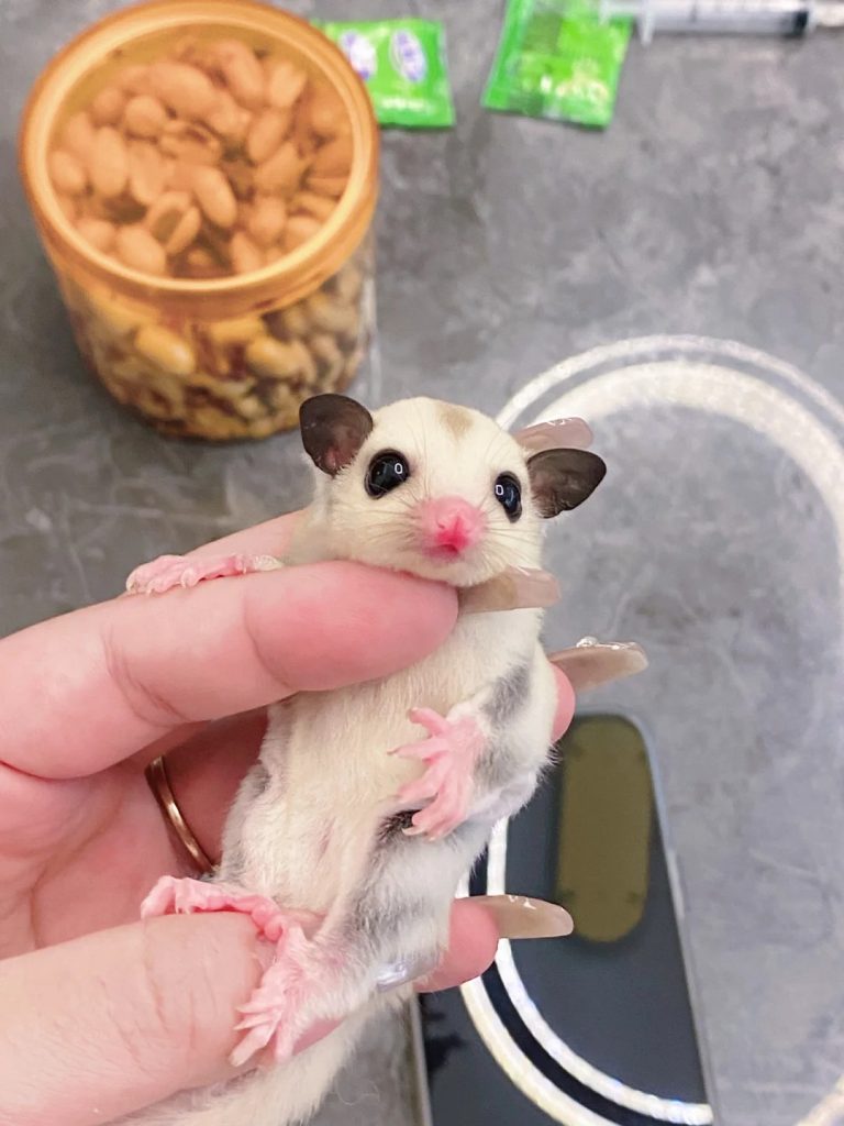 图片[62]-蜜袋鼯13种常见颜色特征介绍-易客萌宠官网