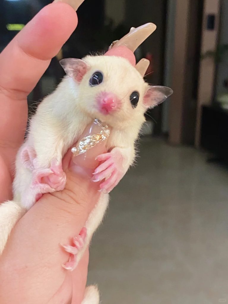 图片[65]-蜜袋鼯13种常见颜色特征介绍-易客萌宠官网