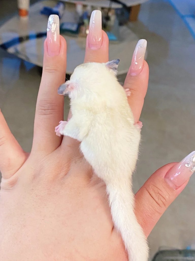 图片[64]-蜜袋鼯13种常见颜色特征介绍-易客萌宠官网