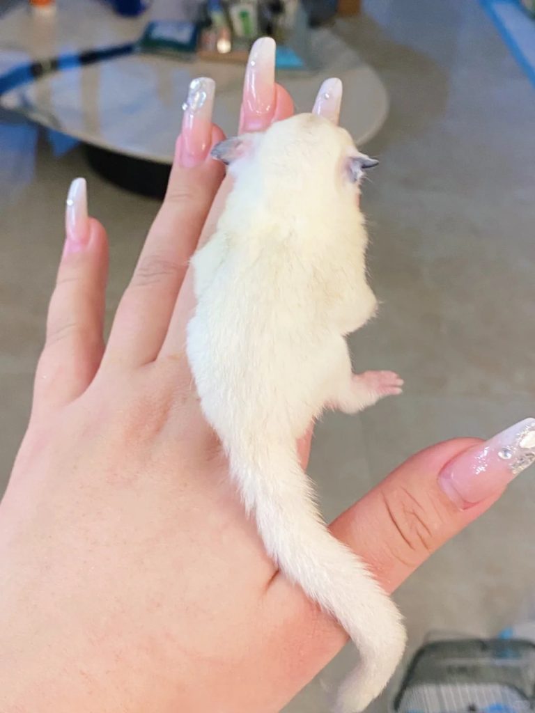 图片[69]-蜜袋鼯13种常见颜色特征介绍-易客萌宠官网