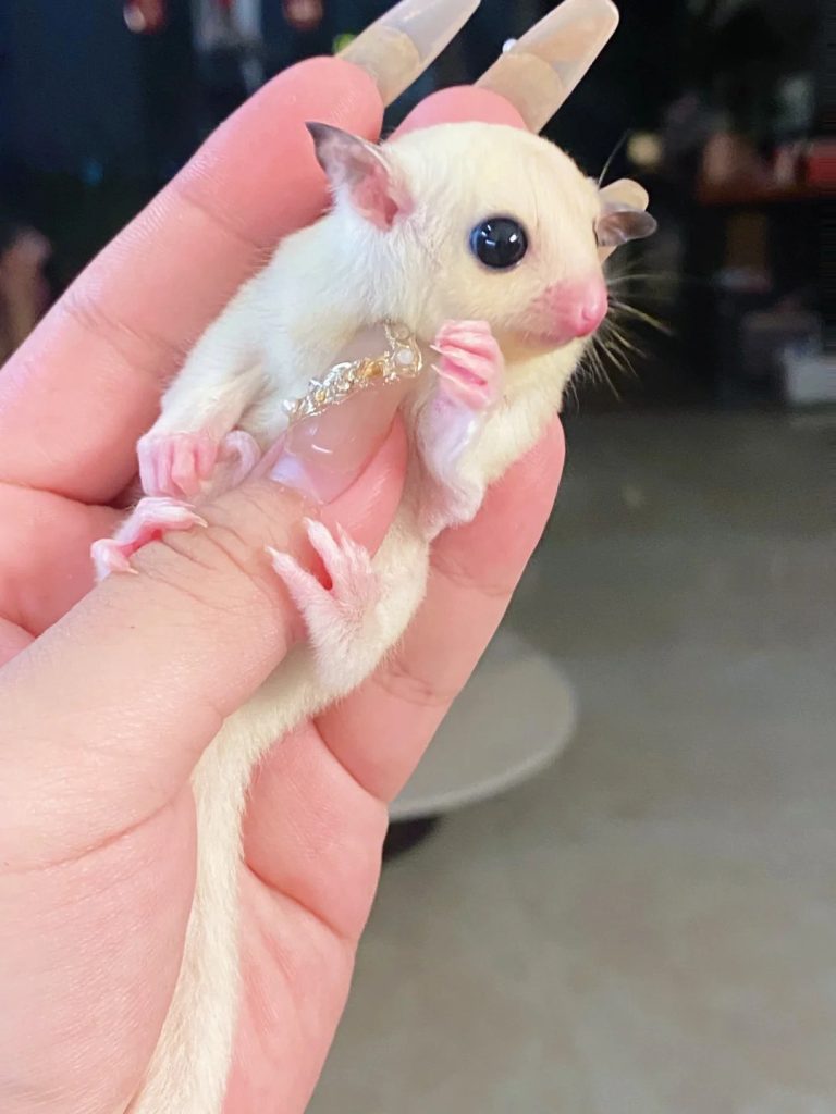 图片[70]-蜜袋鼯13种常见颜色特征介绍-易客萌宠官网