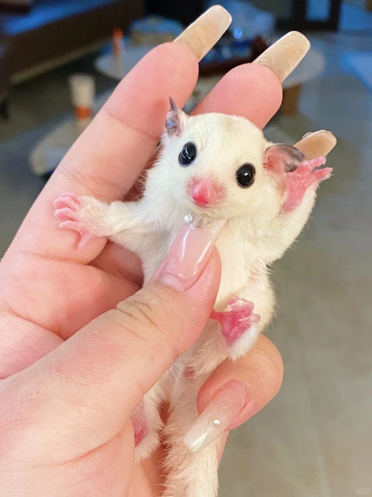 图片[66]-蜜袋鼯13种常见颜色特征介绍-易客萌宠官网