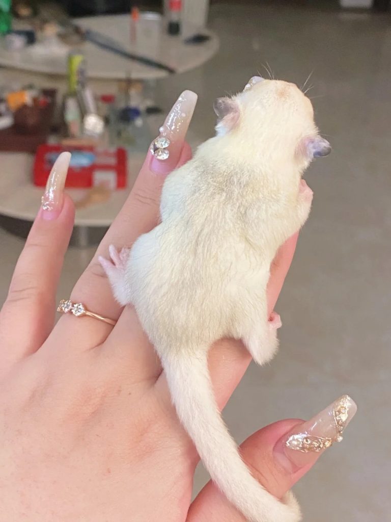 图片[68]-蜜袋鼯13种常见颜色特征介绍-易客萌宠官网