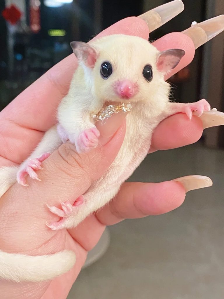 图片[67]-蜜袋鼯13种常见颜色特征介绍-易客萌宠官网