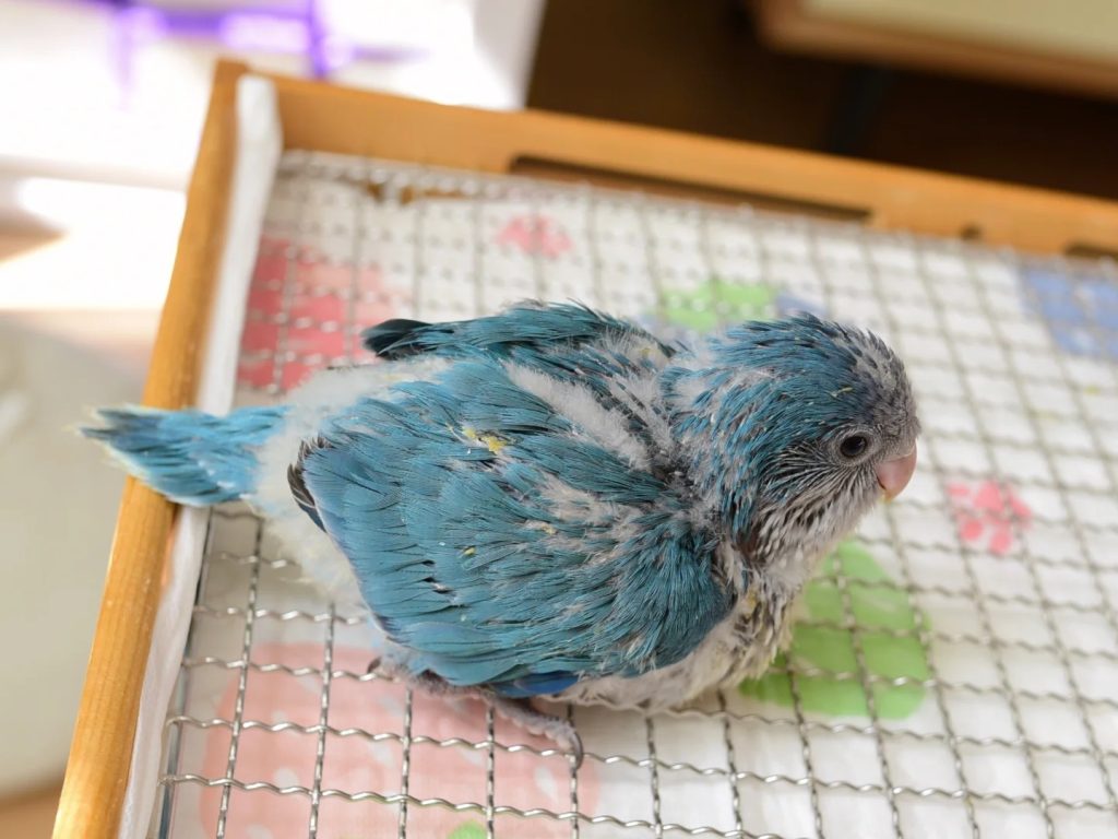 和尚鹦鹉颜色特征介绍-易客萌宠官网