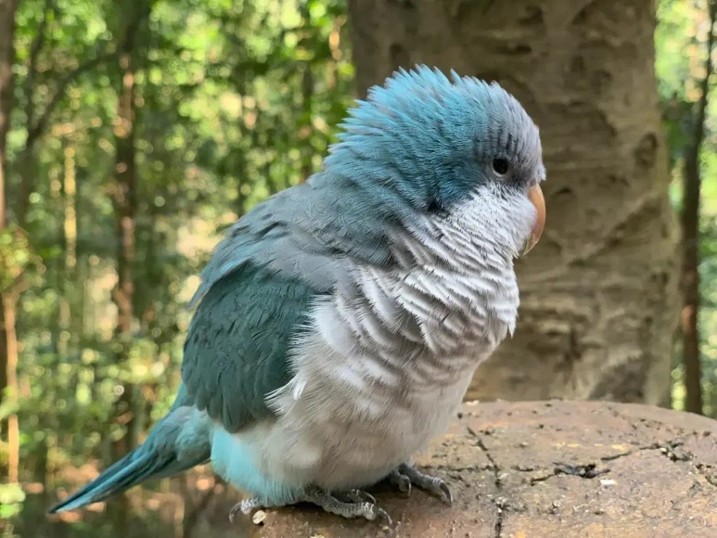 图片[9]-和尚鹦鹉颜色特征介绍-易客萌宠官网