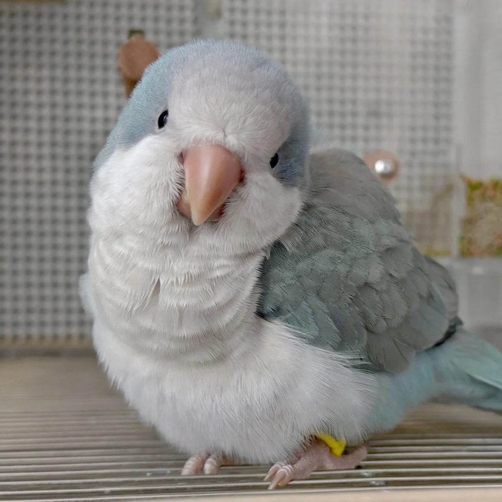 图片[2]-和尚鹦鹉颜色特征介绍-易客萌宠官网