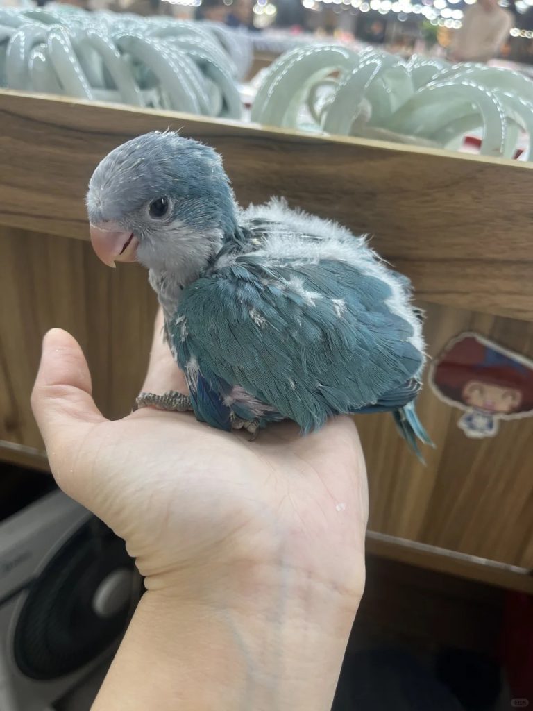 图片[6]-和尚鹦鹉颜色特征介绍-易客萌宠官网