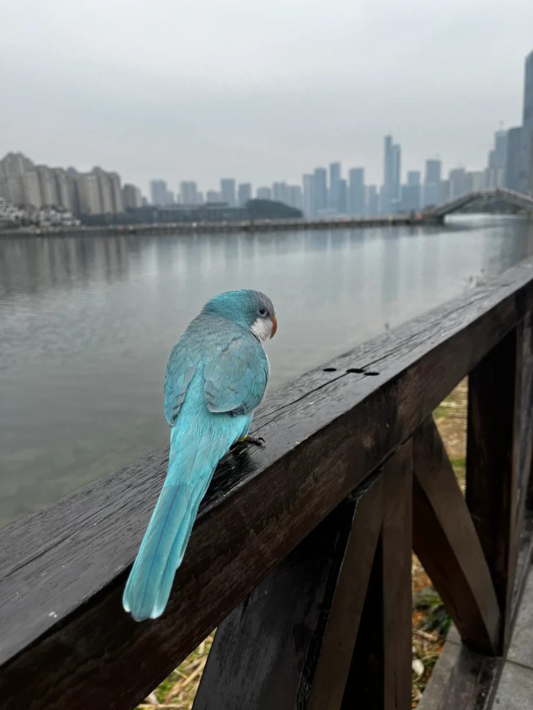 图片[3]-和尚鹦鹉颜色特征介绍-易客萌宠官网