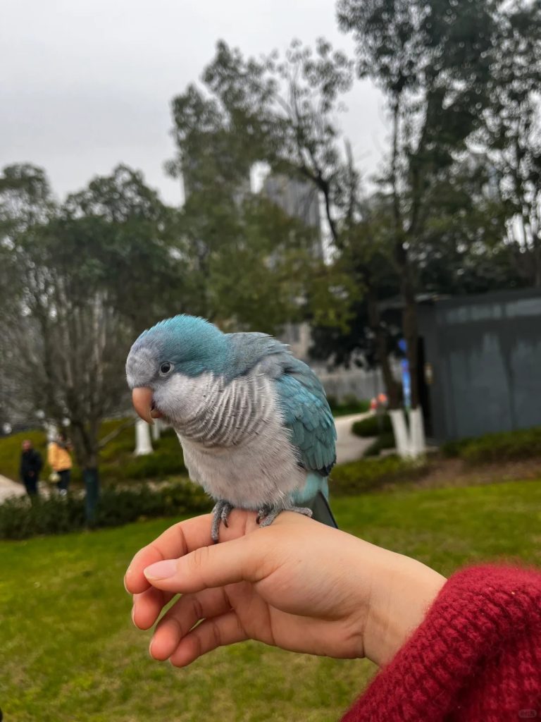 图片[7]-和尚鹦鹉颜色特征介绍-易客萌宠官网