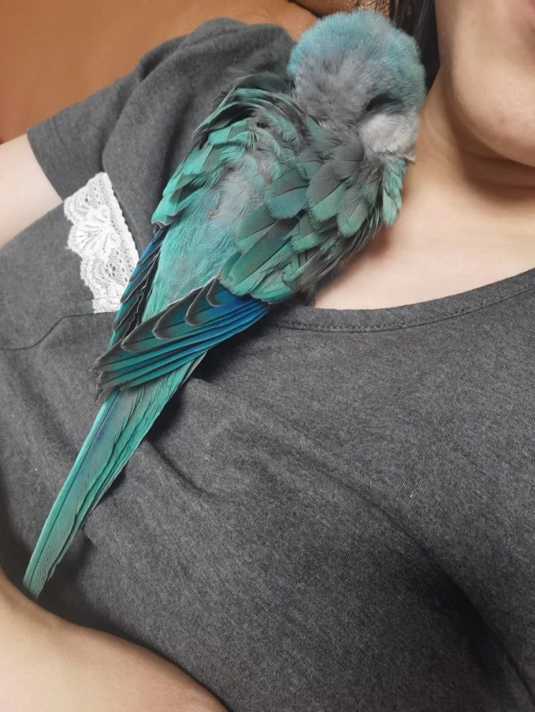 图片[4]-和尚鹦鹉颜色特征介绍-易客萌宠官网